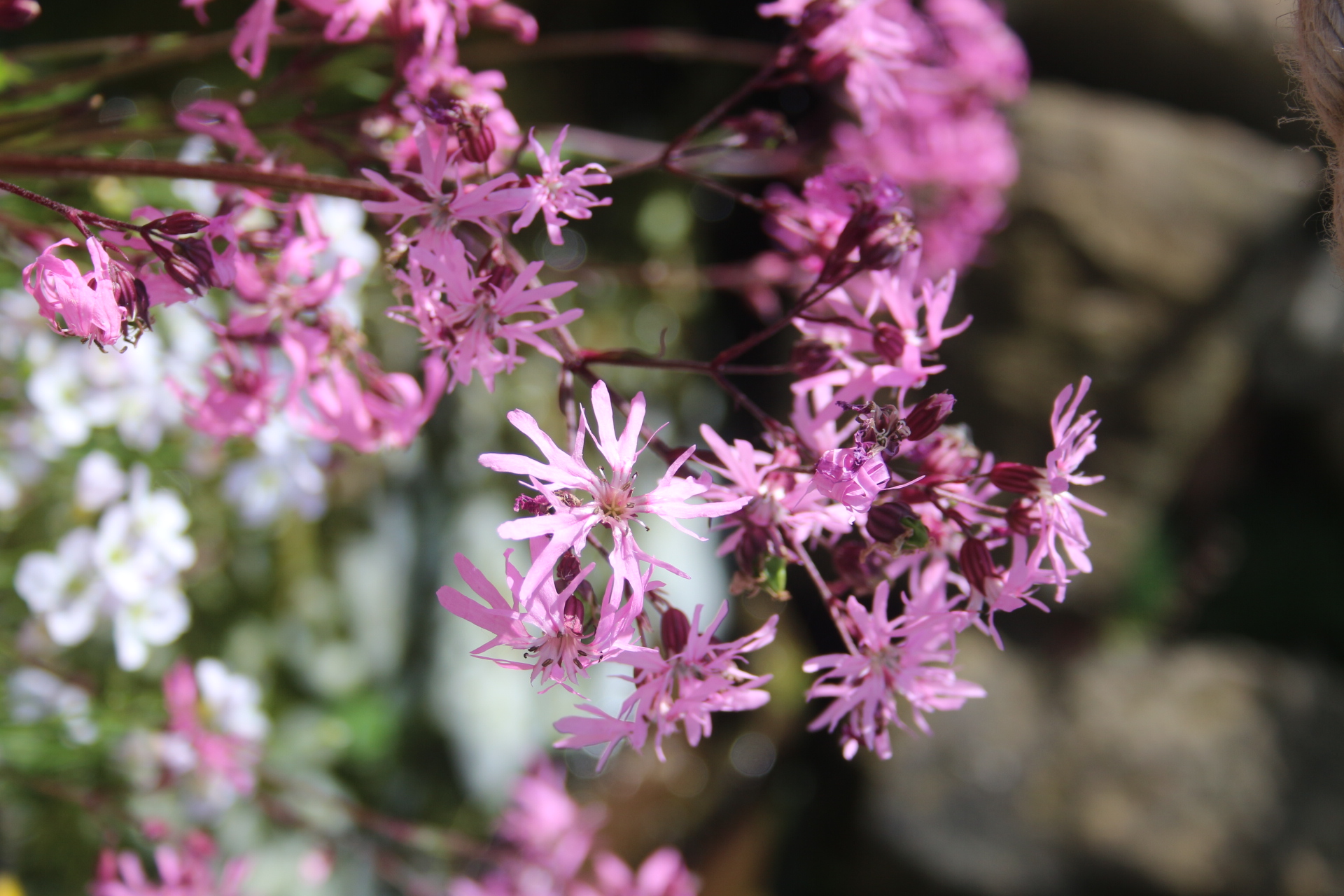 Nature Category Thumbnail